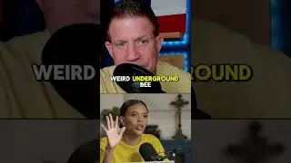 Новое шоу Daily Wire об искусственном интеллекте... позорное.