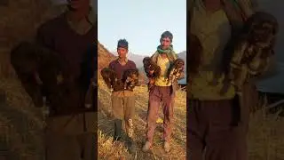 pure bhotiya dogs 9557843677 contact me