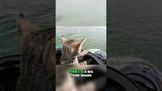 Man Jet Skis With Cats, Meets HUGE Tiger Shark! You Won't Believe It! #shorts #fyp #reels #viral
