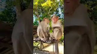 mutual love. monkey love. enna vilai. monkey video. monkey. macaca. macaque. kurang. mankey. bandar