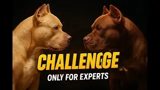 The Pitbull Challenge: What Makes This Strong Breed a Task for Experienced Owners
