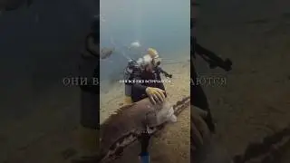 Невероятная дружба человека и рыбы.