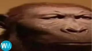 Top 7 monkey