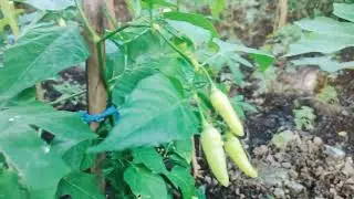TANAMAN HIJAU || KEBUN E MAK TEN