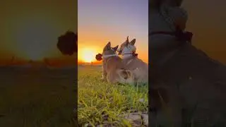 😂 FUNNIEST CAT VIDEOS OF August 2024