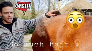 WINTER COAT REMOVAL ON MY HORSE (satisfying)