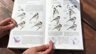 Weekend on the Wing - Birding Basics: Size and Shape