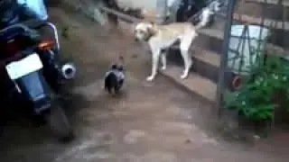 Dekhiye kaise ek murge ne kutte ko Drakar bhagaya