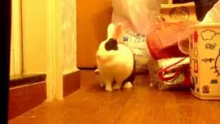 兔兔 :)