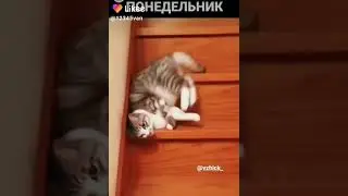 Прикол с котом😺
