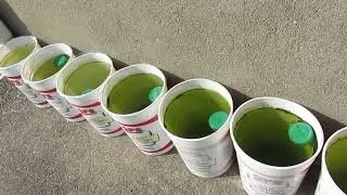 Green Water and Daphnia, Culturing, Sweet Spots 7-13-25