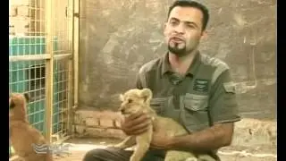 البصرة - شاب يهوى تربية الاسود في بيته           1 - 6 - 2012
