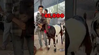 Top Quality Tota Pari￼ Bakra 😍 Bakra Eid 2025 Mauaima Bakra Mandi #bakramandi #bakraeid2025 #bakra