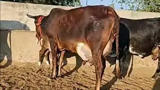 #gircross #girlando #crossbreedcow aravali dairy farm kishangarh 94147-45465