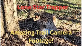 Trail Camera Footage