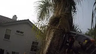 Queen Palm Trimming
