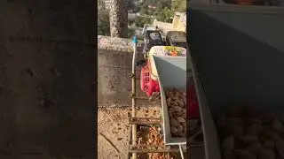 Almond crushing machine   #shorts #youtubeshorts #worldcup #shakira #colombia #patacon #trending