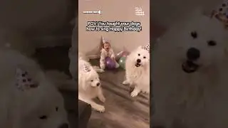 Adorable Dogs Sing Happy Birthday To Baby
