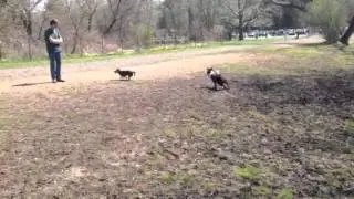 Molly at Ellison Dog Park