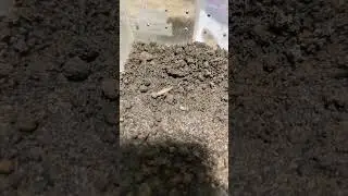 Plug Hole trapdoor spider feeding/6 (euoplos inornatus) #australia #ytshorts #spider #furry
