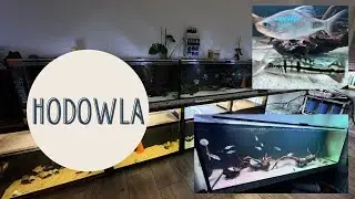 Dzikie Geophagus altifrons/G Dicrozoster/Satanoperca Daemon/Guianacara Sphenozona/Cichle Kelberi