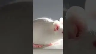 RATS CAN MOVE IN VR WITH MIND CONTROL