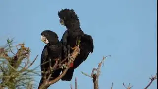Red-tailed Black Cockatoo juvenile's squeaky begging call.