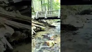 Ross Lake dam trail, Washington #shorts #travel