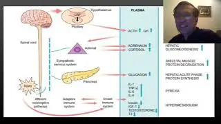 Metabolic response to injury by Prof Muhammad Asghar Ali