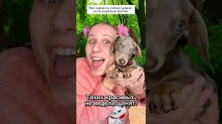 Мне подарили щенка! 😂 #shorts