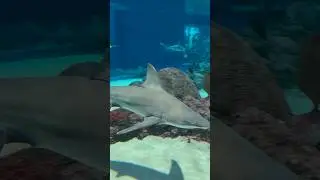 The collection of sharks tank - different types of sharks are here #aquariumfish #arizona 927
