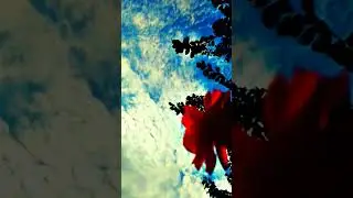 Explore Nature #nature #relaxationmethods #forest #sunset #relaxationtechniques #vital #viralshorts