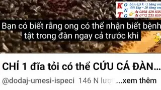 Gừng tỏi thuốc của đ&agrave;n ong