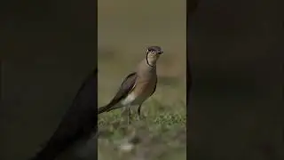 Oriental Pratincole