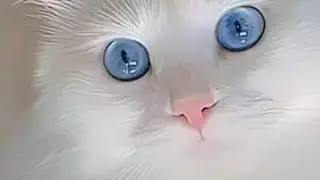 Canci&oacute;n para mi gato, esc&uacute;chala y comparte est&aacute; bella melod&iacute;a. MIM