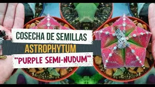 Retomando Actividades 2021 & Cosecha de Semillas de Astrophytum Red-Purple Seminudum