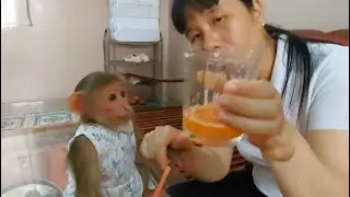 Mom Made Carrot Juice For Monkey Na To Drink.