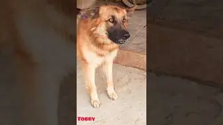 agressive dog barking sound dog barking dog #viral #germanshepherd #dogsound #dogvideos #shorts