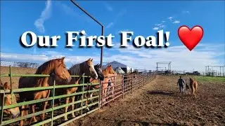First Foal of 2025!