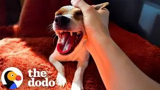 She Thought She Was Saving One Dog &mdash; Then Learned She Was Pregnant | The Dodo