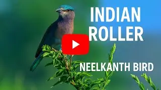 Neelkanth Bird | Indian Roller Bird | Manas National Park