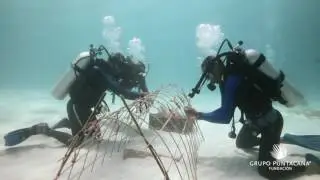 Supporting Reef Conservation by Promoting Coral Garden Tourism