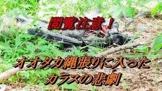 【閲覧注意】オオタカの餌食となったカラス Crow that fell prey to Goshawk2022年7月26日～9月17日撮影