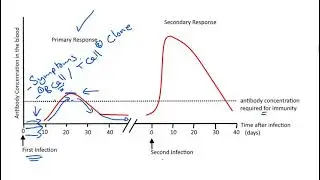 04  Immunological Memory and Vaccines