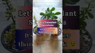 How to Grow Jade Pant | Transplanting Tutorial of Succulents #shorts #ytshorts #youtubeshorts