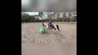 Doc- Spotted Saddle Horse Special Edition