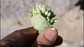 Growing green onions in the desert is EASIER than you think!