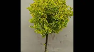Duranta Esfera