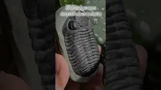 F&oacute;ssil de Trilobita - Eldredgeops crassituberculata