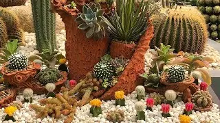 10 Important Gardening Tips For Growing Cactus In Your Garden